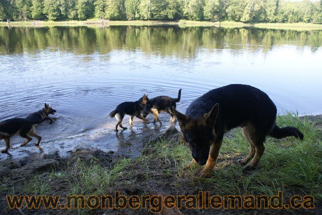 Photos Chiens Berger Allemand Lignee de champion 2010