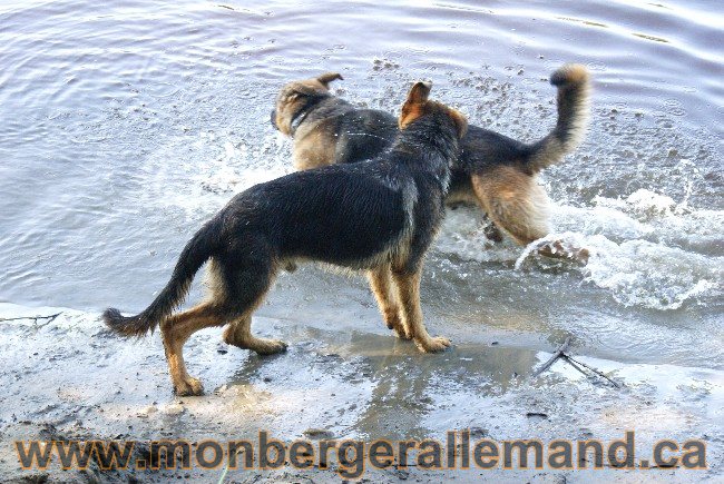 Photos Chiens Berger Allemand Lignee de champion 2010