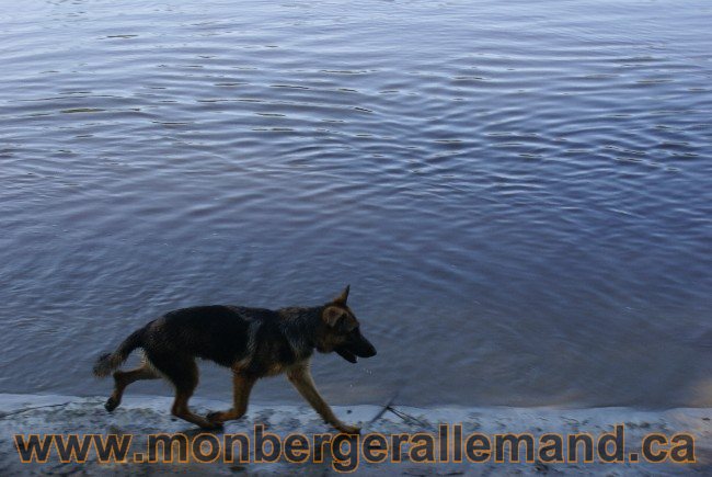 Photos Chiens Berger Allemand Lignee de champion 2010