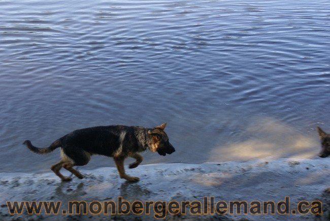 Photos Chiens Berger Allemand Lignee de champion 2010