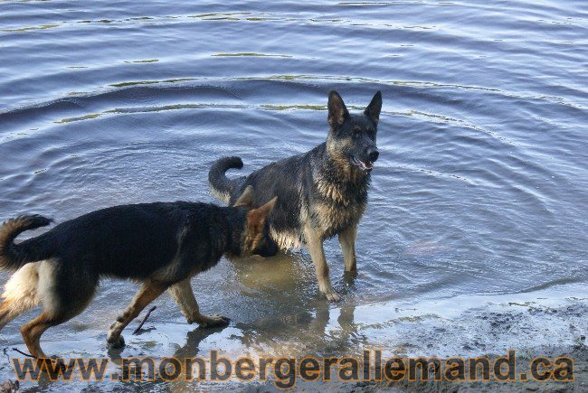 Photos Chiens Berger Allemand Lignee de champion 2010