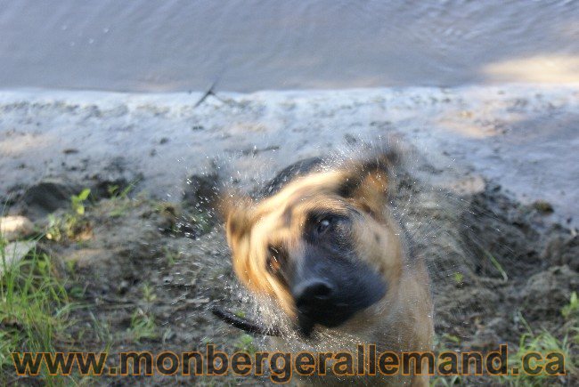 Photos Chiens Berger Allemand Lignee de champion 2010