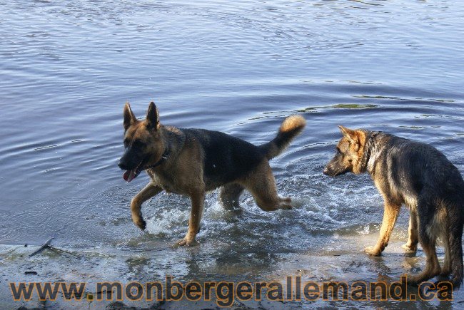 Photos Chiens Berger Allemand Lignee de champion 2010