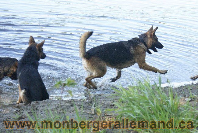Photos Chiens Berger Allemand Lignee de champion 2010
