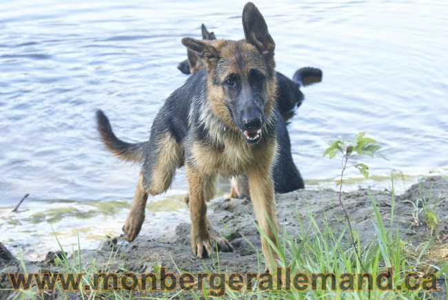 Photos Chiens Berger Allemand Lignee de champion 2010