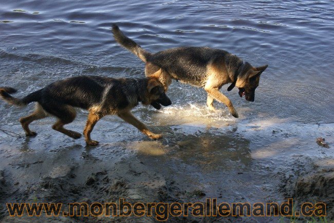 Photos Chiens Berger Allemand Lignee de champion 2010
