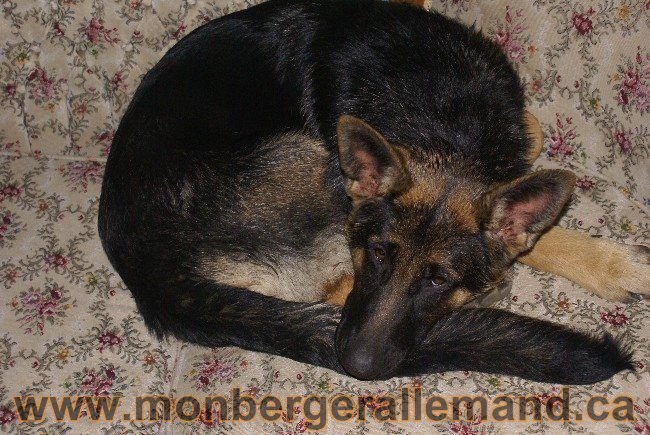 Photos Chiens Berger Allemand Lignee de champion 2010