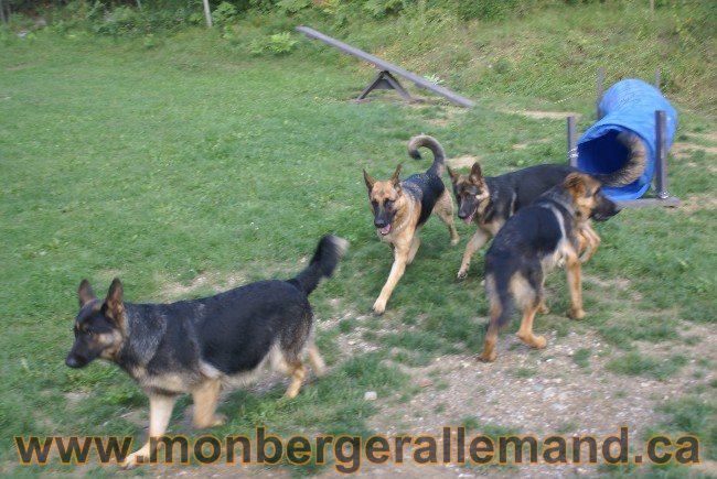 Élevage de berger allemand du nord - Éleveur de berger allemand de classe mondial