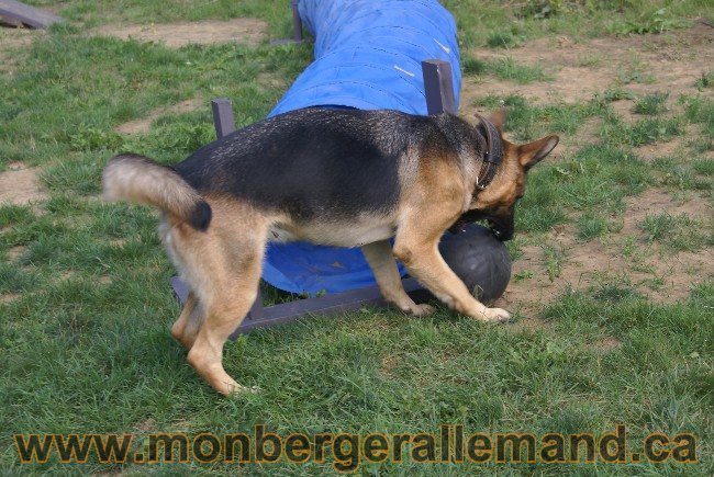 Photos Chiens Berger Allemand Lignee de champion 2010