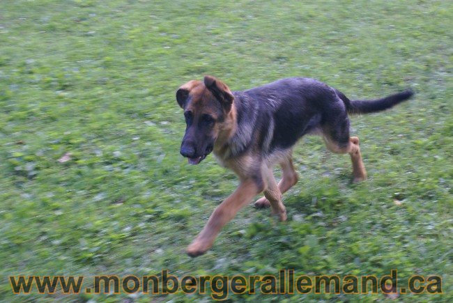 Photos Chiens Berger Allemand Lignee de champion 2010