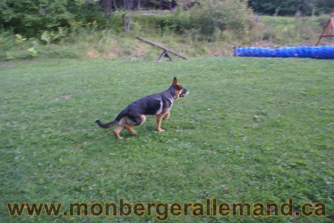 Photos Chiens Berger Allemand Lignee de champion 2010