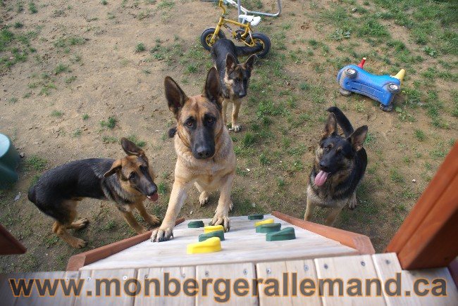 Photos Chiens Berger Allemand Lignee de champion 2010