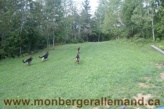 Photos Chiens Berger Allemand Lignee de champion 2010
