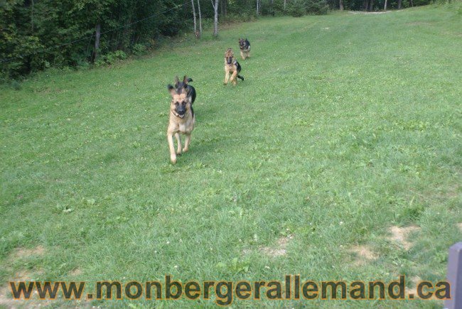 Photos Chiens Berger Allemand Lignee de champion 2010
