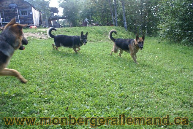 Photos Chiens Berger Allemand Lignee de champion 2010