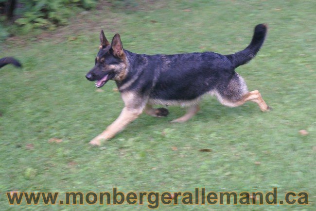 Photos Chiens Berger Allemand Lignee de champion 2010