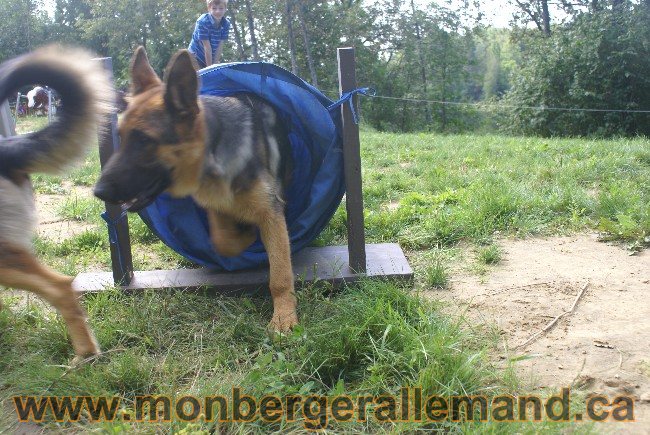 Photos Chiens Berger Allemand Lignee de champion 2010