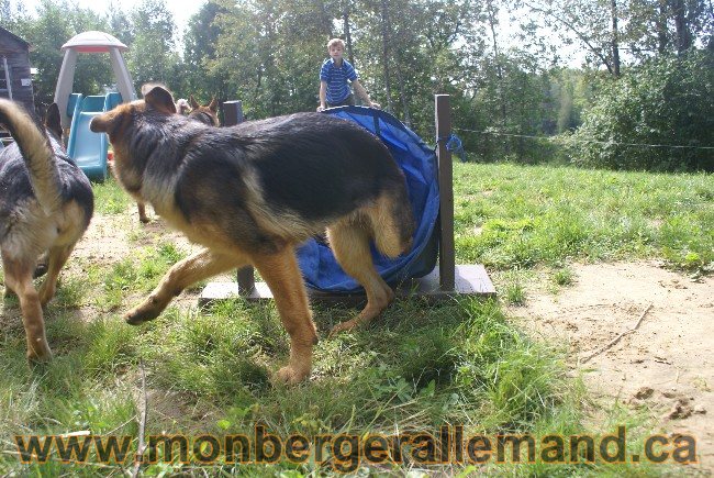 Photos Chiens Berger Allemand Lignee de champion 2010