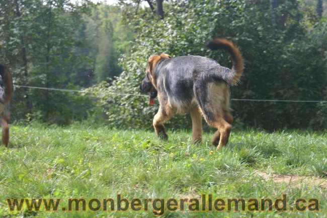 Photos Chiens Berger Allemand Lignee de champion 2010