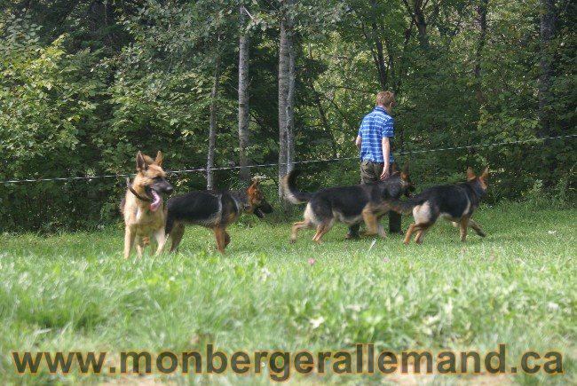 Photos Chiens Berger Allemand Lignee de champion 2010