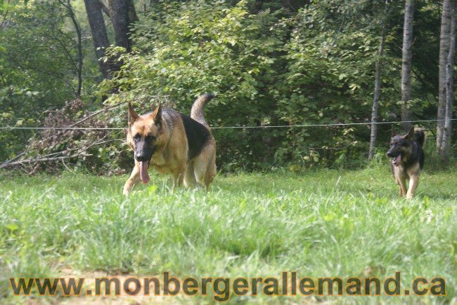 Photos Chiens Berger Allemand Lignee de champion 2010