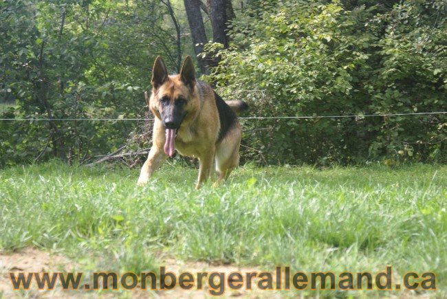 Photos Chiens Berger Allemand Lignee de champion 2010