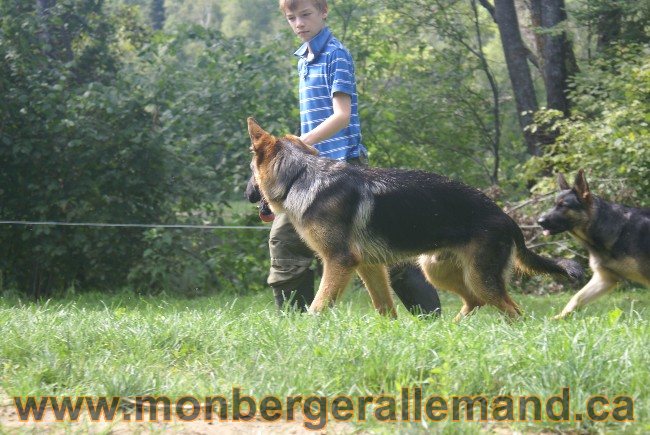 Photos Chiens Berger Allemand Lignee de champion 2010