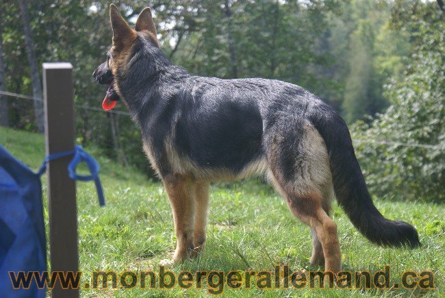 Photos Chiens Berger Allemand Lignee de champion 2010