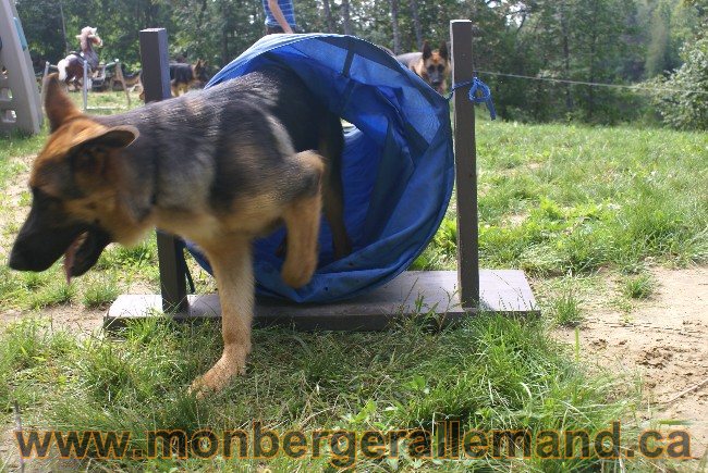 Photos Chiens Berger Allemand Lignee de champion 2010