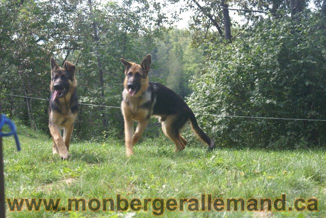 Photos Chiens Berger Allemand Lignee de champion 2010
