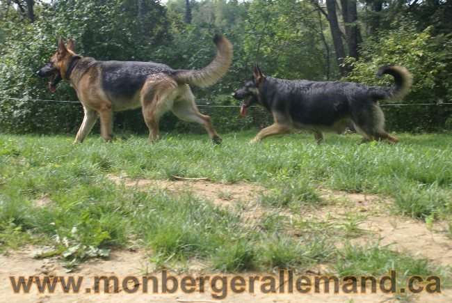 Photos Chiens Berger Allemand Lignee de champion 2010