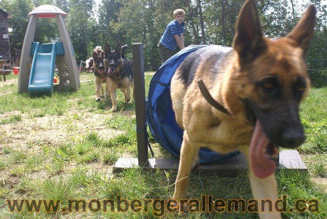 Photos Chiens Berger Allemand Lignee de champion 2010