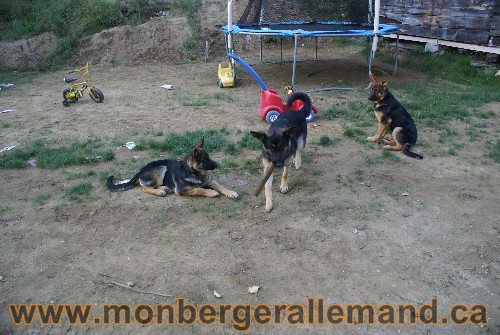 Élevage de berger allemand du nord - Éleveur de berger allemand de classe mondial