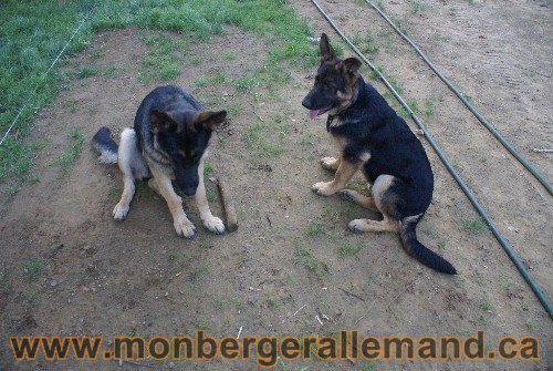 Élevage de berger allemand du nord - Éleveur de berger allemand de classe mondial
