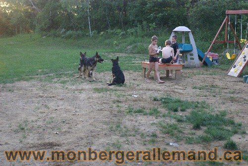Élevage de berger allemand du nord - Éleveur de berger allemand de classe mondial