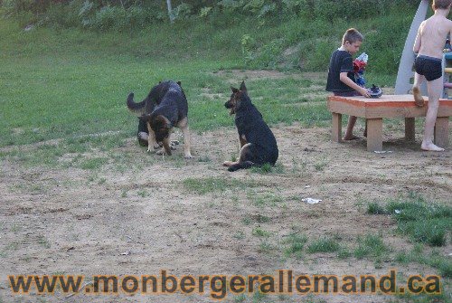 Élevage de berger allemand du nord - Éleveur de berger allemand de classe mondial