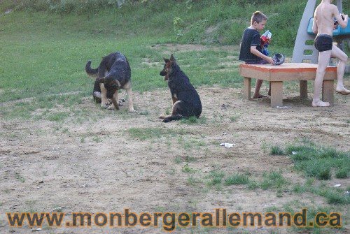 Élevage de berger allemand du nord - Éleveur de berger allemand de classe mondial