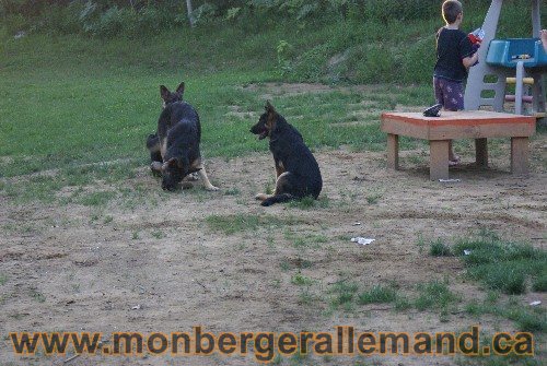 Élevage de berger allemand du nord - Éleveur de berger allemand de classe mondial
