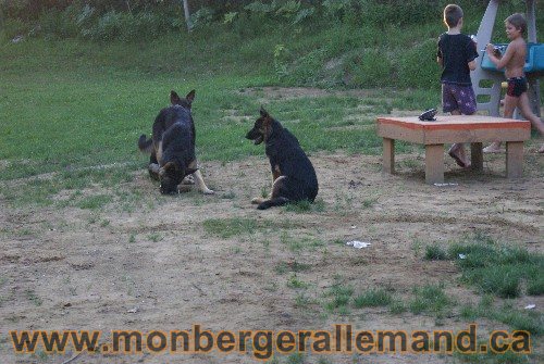 Élevage de berger allemand du nord - Éleveur de berger allemand de classe mondial
