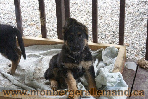 Photo berger Allemand Elevage de lignée de Champion