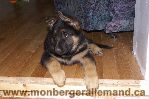 Photo berger Allemand Elevage de lignée de Champion