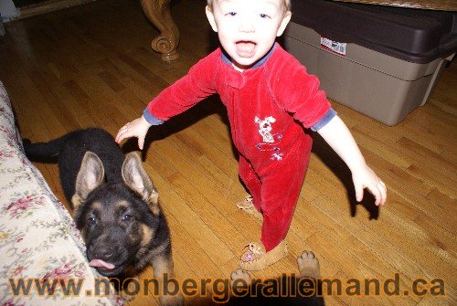 Photo berger Allemand Elevage de lignée de Champion