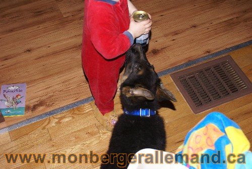 Photo berger Allemand Elevage de lignée de Champion