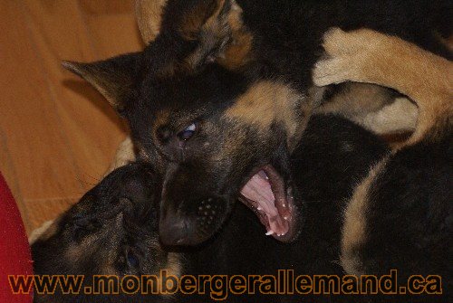 Photo berger Allemand Elevage de lignée de Champion