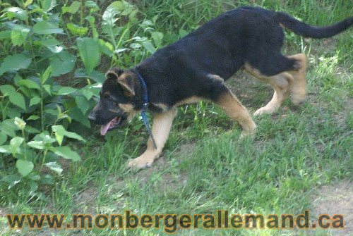 Photo berger Allemand Elevage de lignée de Champion
