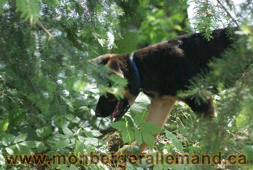 Photo berger Allemand Elevage de lignée de Champion