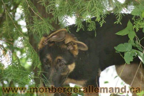 Photo berger Allemand Elevage de lignée de Champion