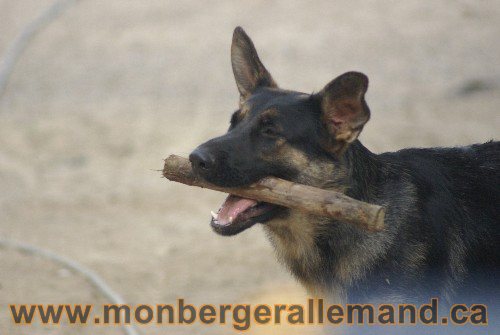 Photo berger Allemand Elevage de lignée de Champion