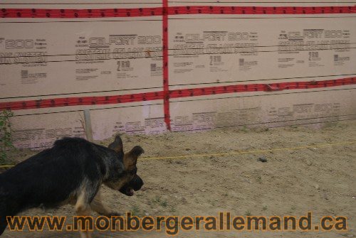Photo berger Allemand Elevage de lignée de Champion