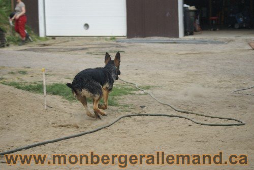 Photo berger Allemand Elevage de lignée de Champion